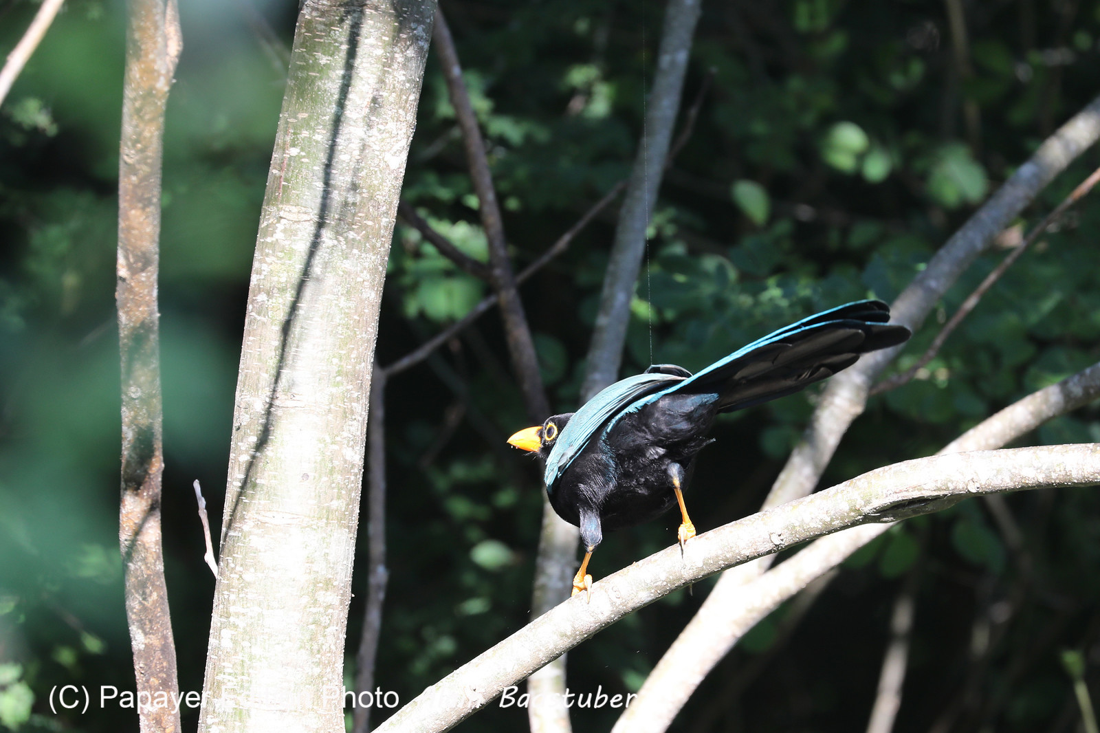 Deuxième séjour à Sarteneja, Bélize, Novembre - Décembre 2021