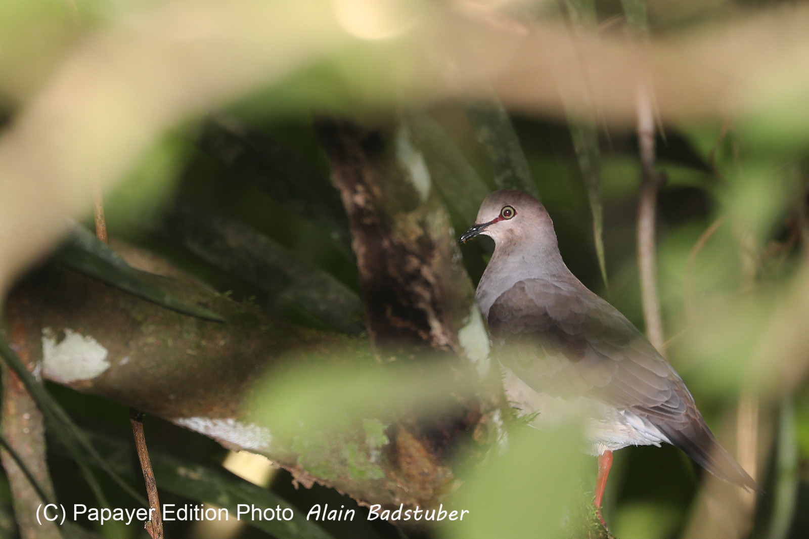 Quatre jours de terrain à Punta Gorda Quatre jours de terrain à Punta Gorda