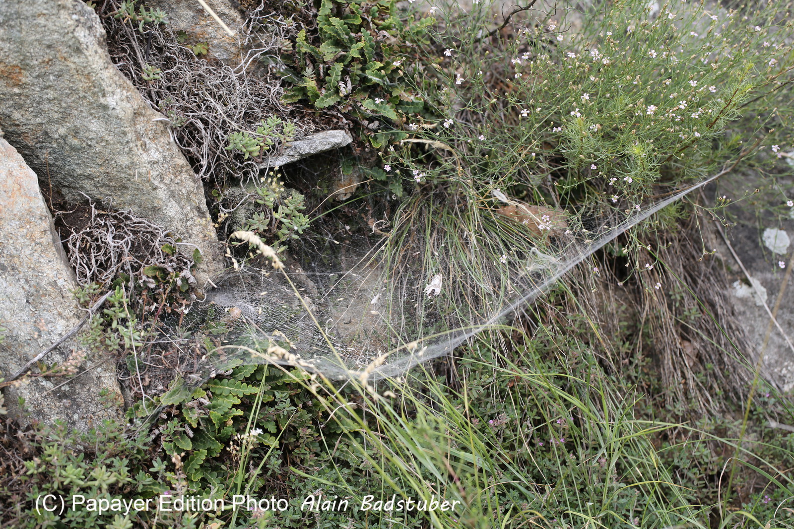 Follatères 2017 Follatères 2017
