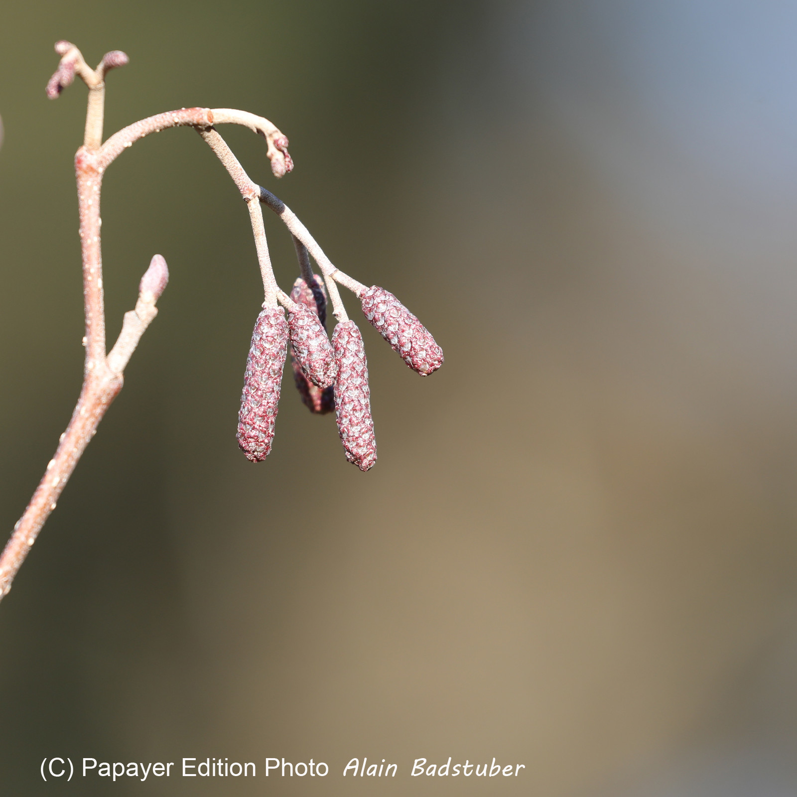 Faune et Flore de Suisse, 2022