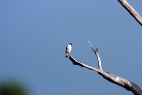 Images_Belize_2011_339