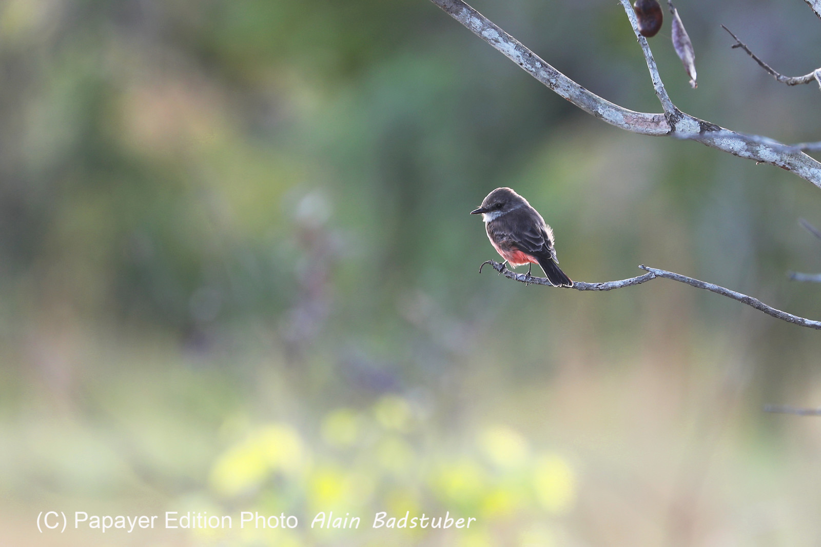 Premier séjour à Crooked Tree , au Bélize en octobre 2021