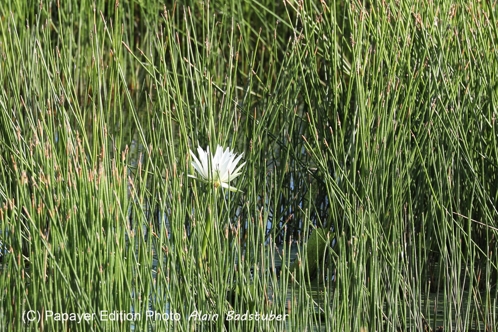 Premier séjour à Crooked Tree , au Bélize en octobre 2021