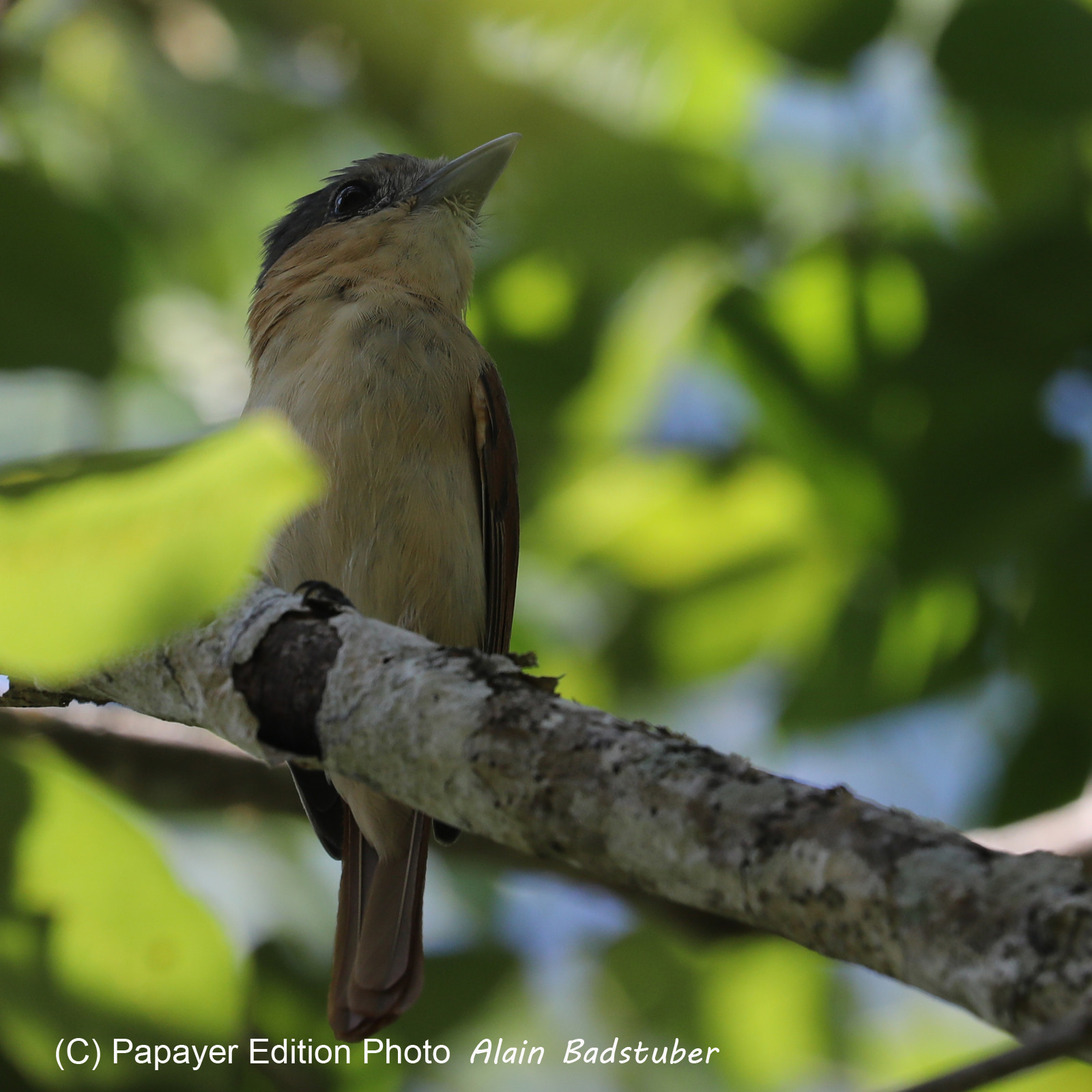 Deuxième séjour à Sarteneja, Bélize, Novembre - Décembre 2021