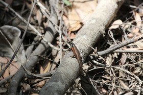 Reptiles à Cape Tribulation