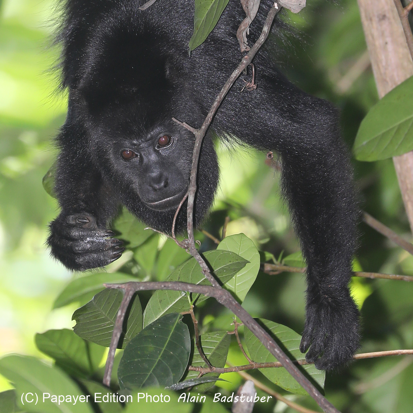 Singes hurleurs à Punta Gorda, Bélize Singes hurleurs à Punta Gorda, Bélize