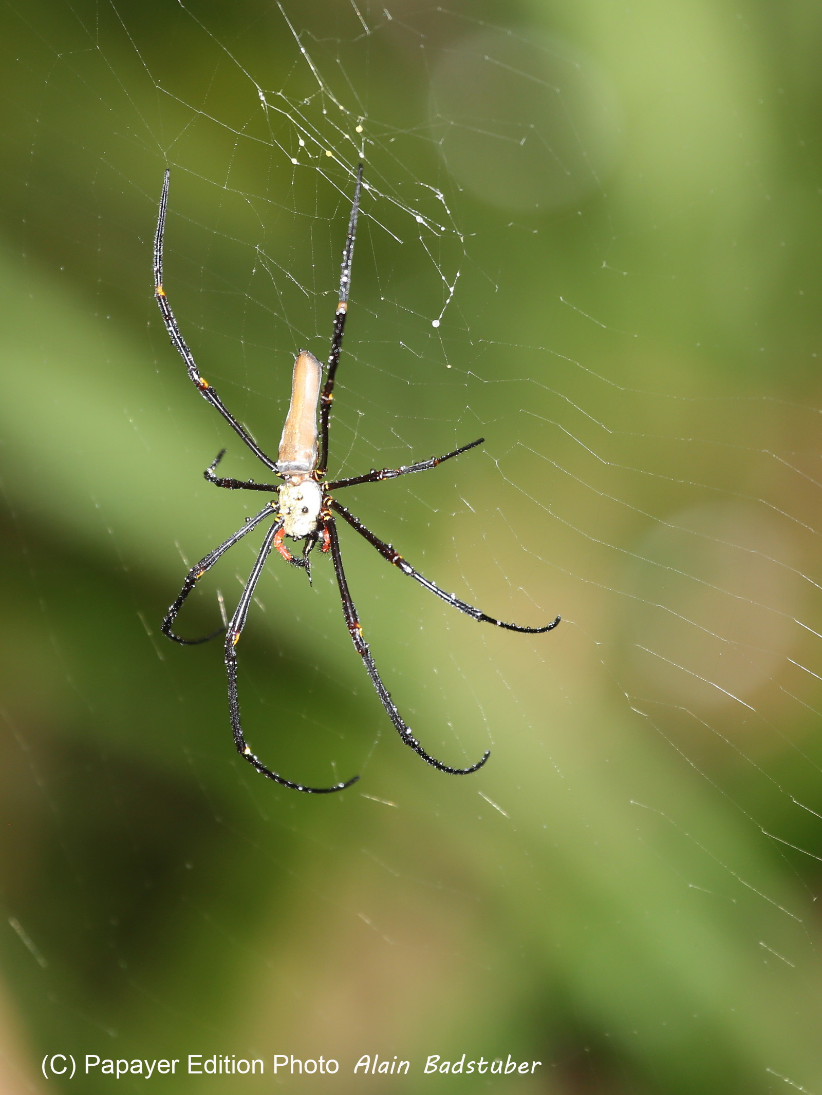 L'Australie à Cow Bay et Cape Tribulation en 2017 L'Australie à Cow Bay et Cape Tribulation en 2017