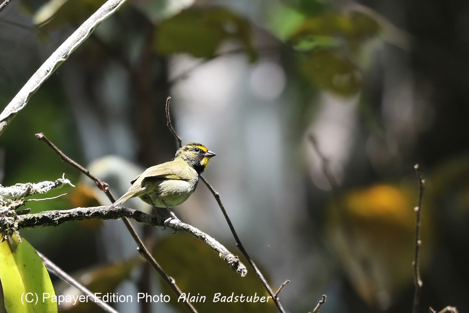 Chiguiri Arriba Chiguiri Arriba