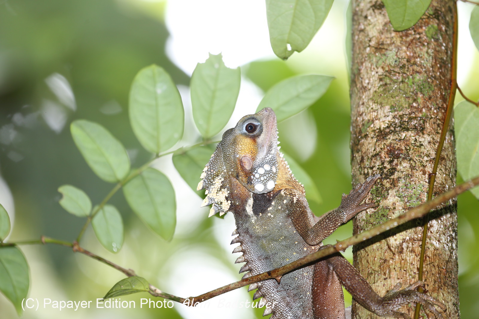 L'Australie à Cow Bay et Cape Tribulation en 2017
