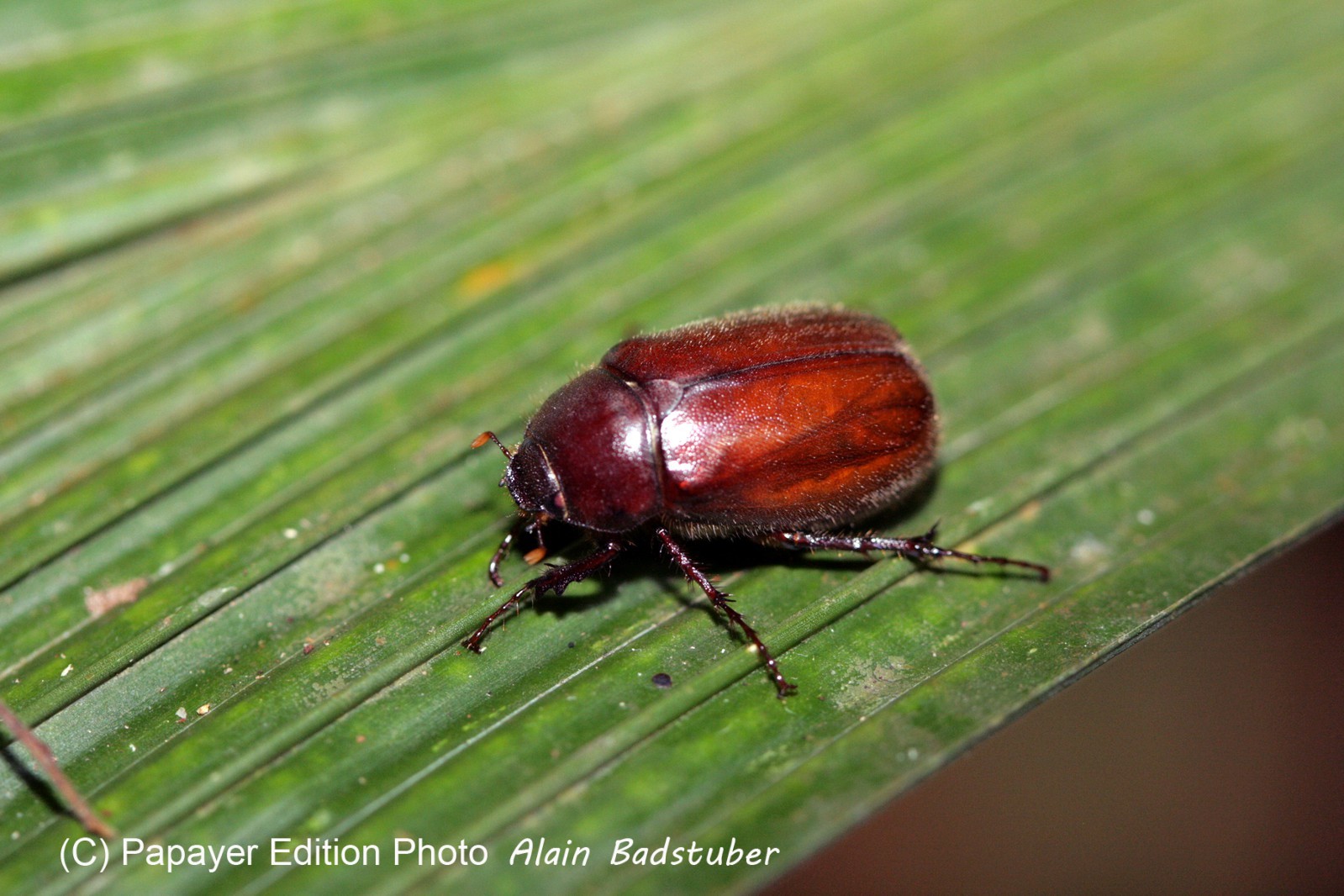 Images_Belize_2011_290