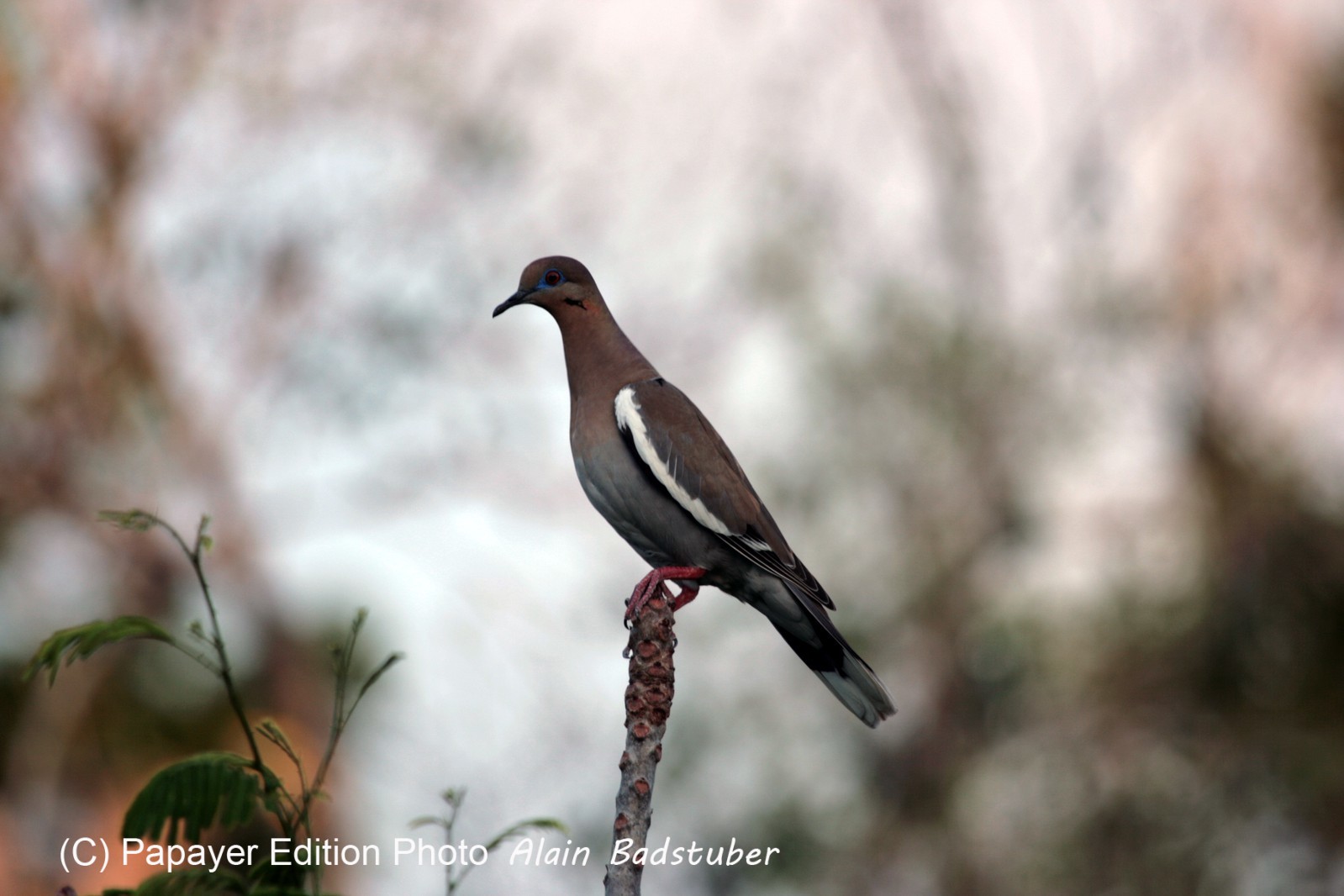 Images_Belize_2011_319