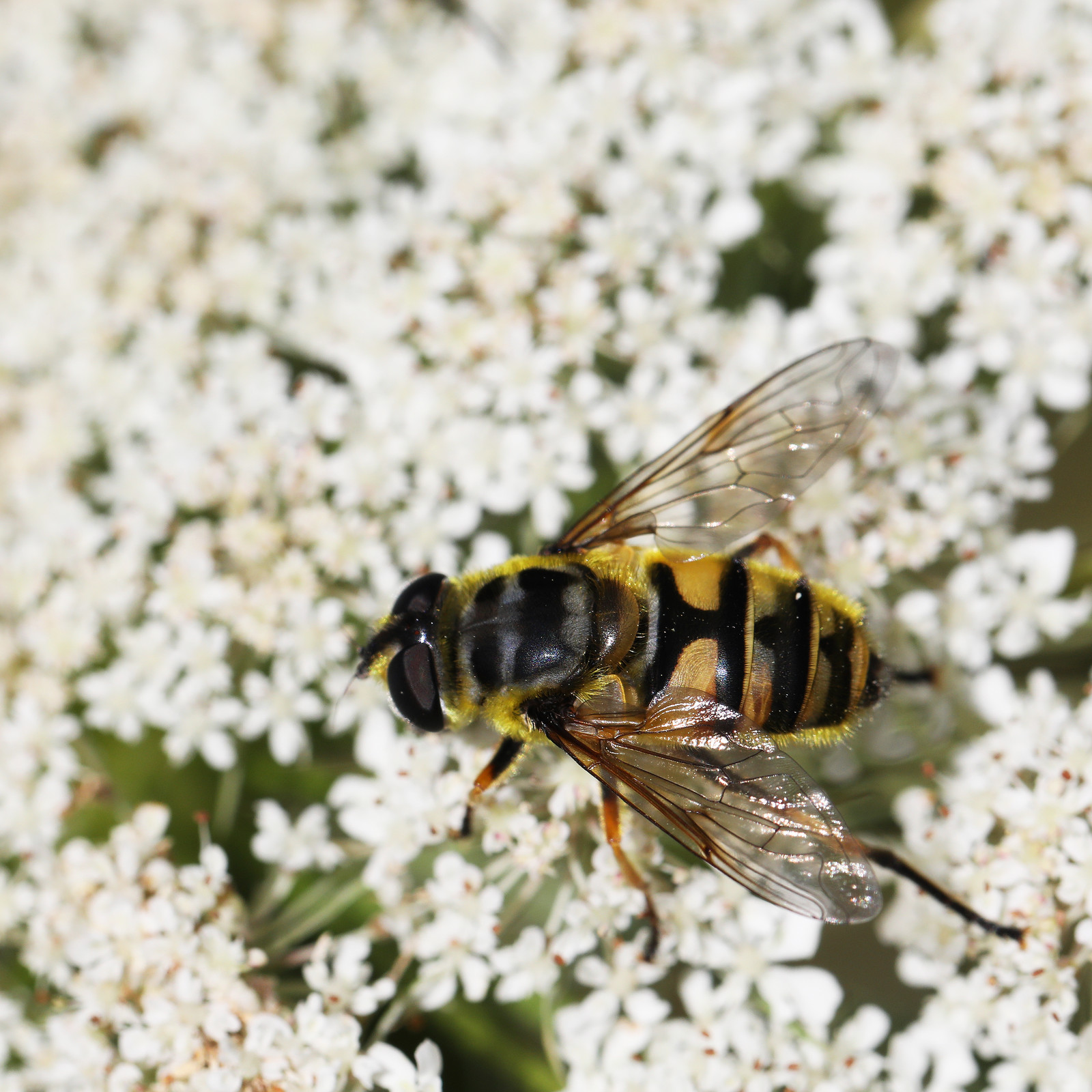 myathropa-florea_1.jpg