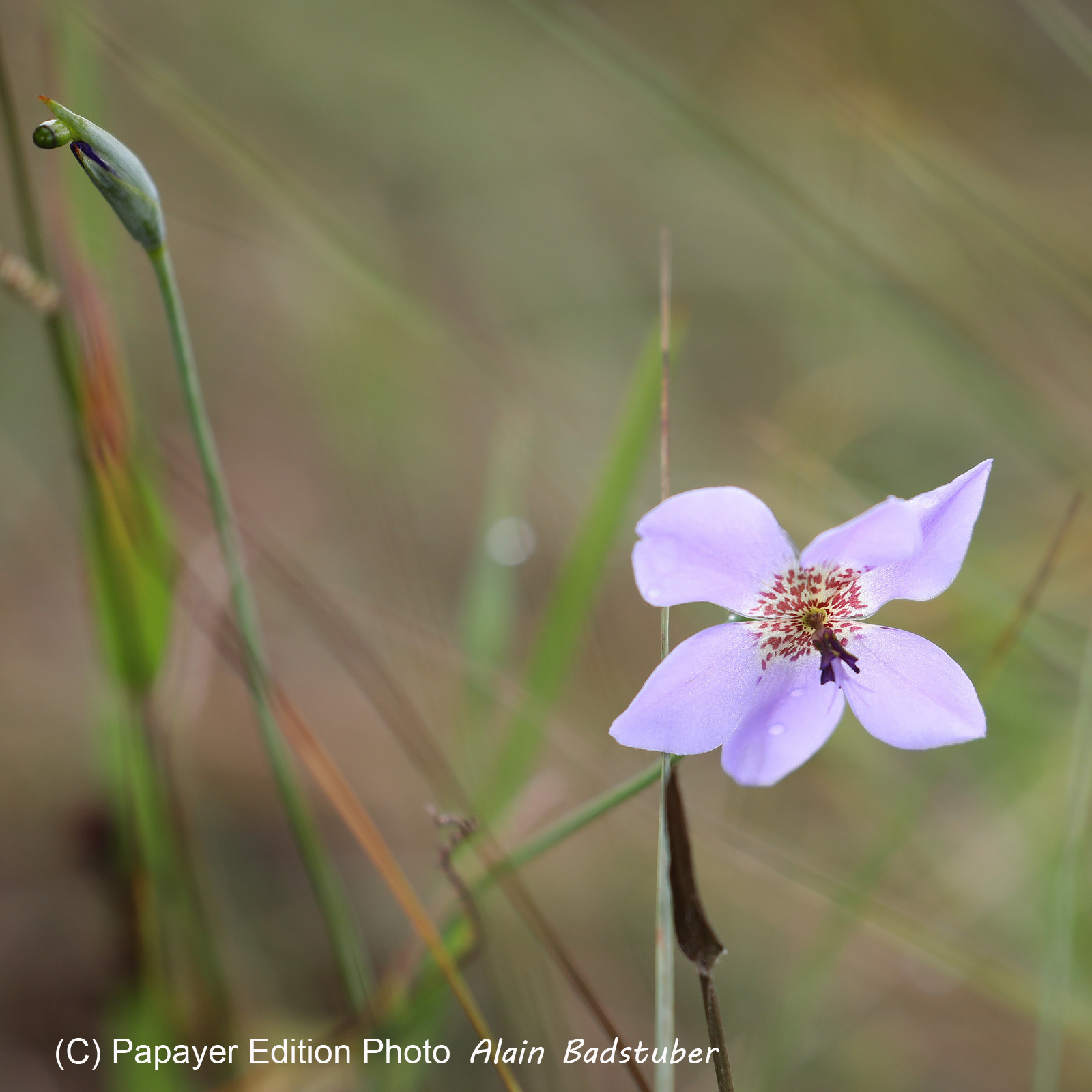 Premier séjour à Crooked Tree , au Bélize en octobre 2021 Premier séjour à Crooked Tree , au Bélize en octobre 2021