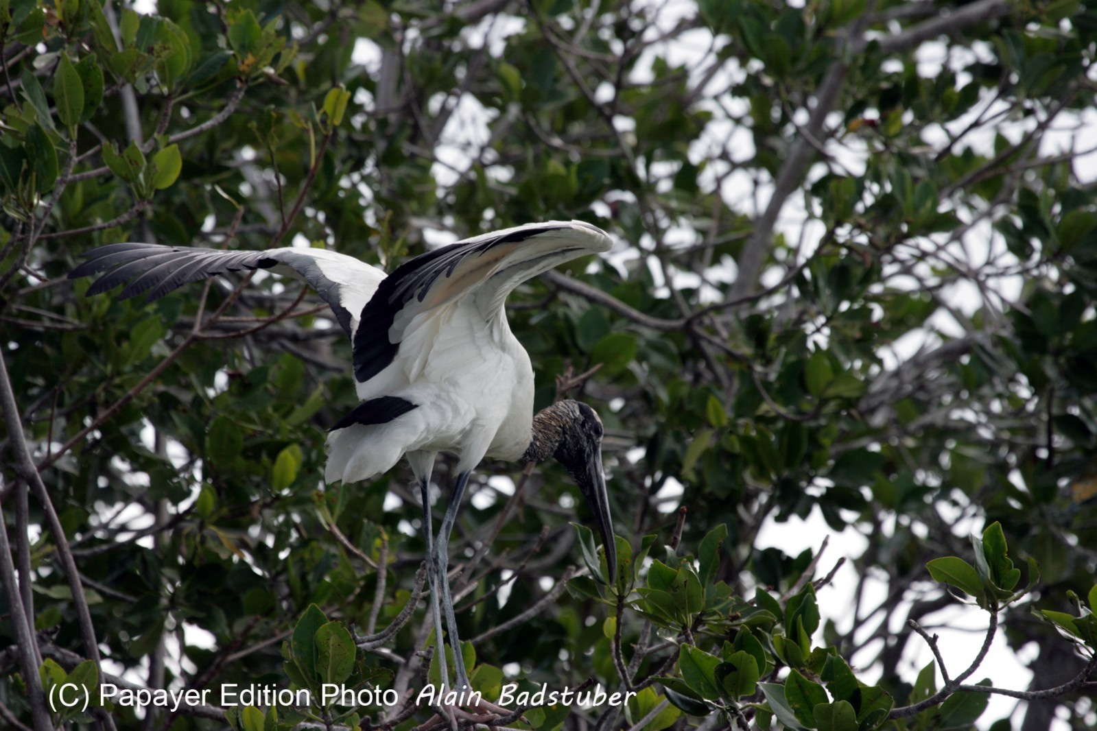 Images_Belize_2011_109