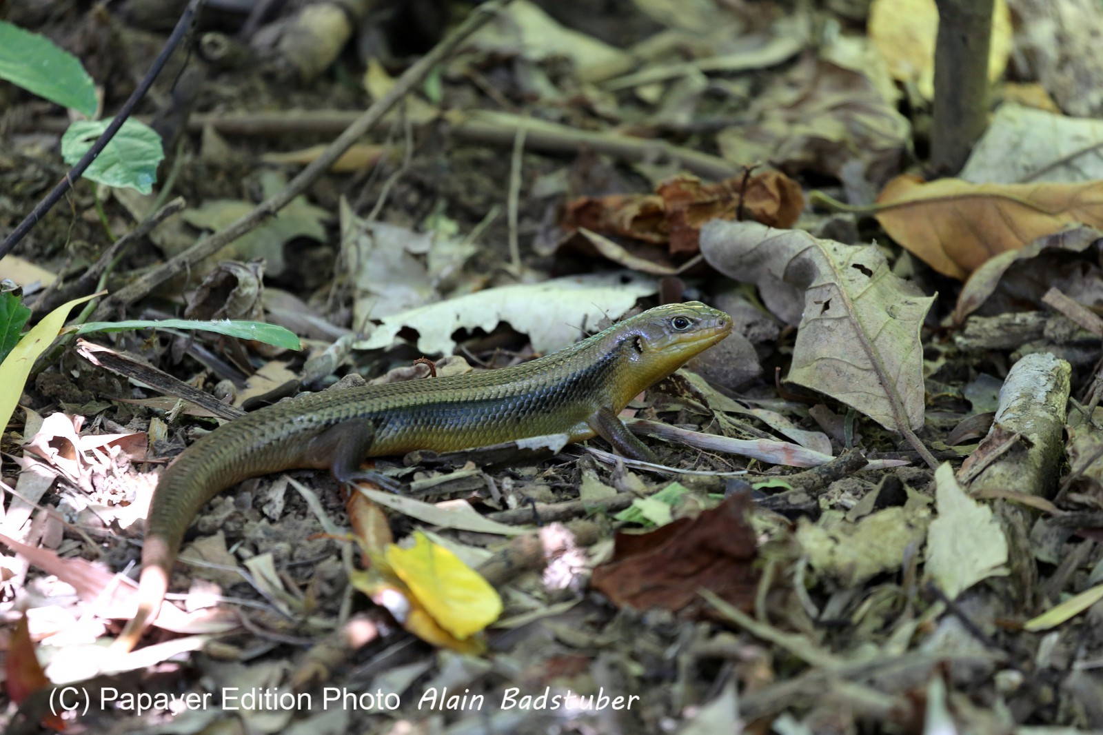 Reptiles à Cape Tribulation