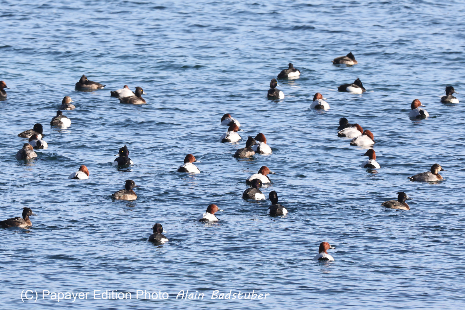 Faune et Flore de Suisse, 2022, Vaumarcus, Fuligules milouins et morillons