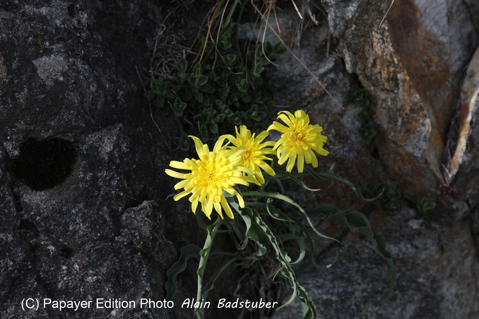 Composée jaune Composée jaune