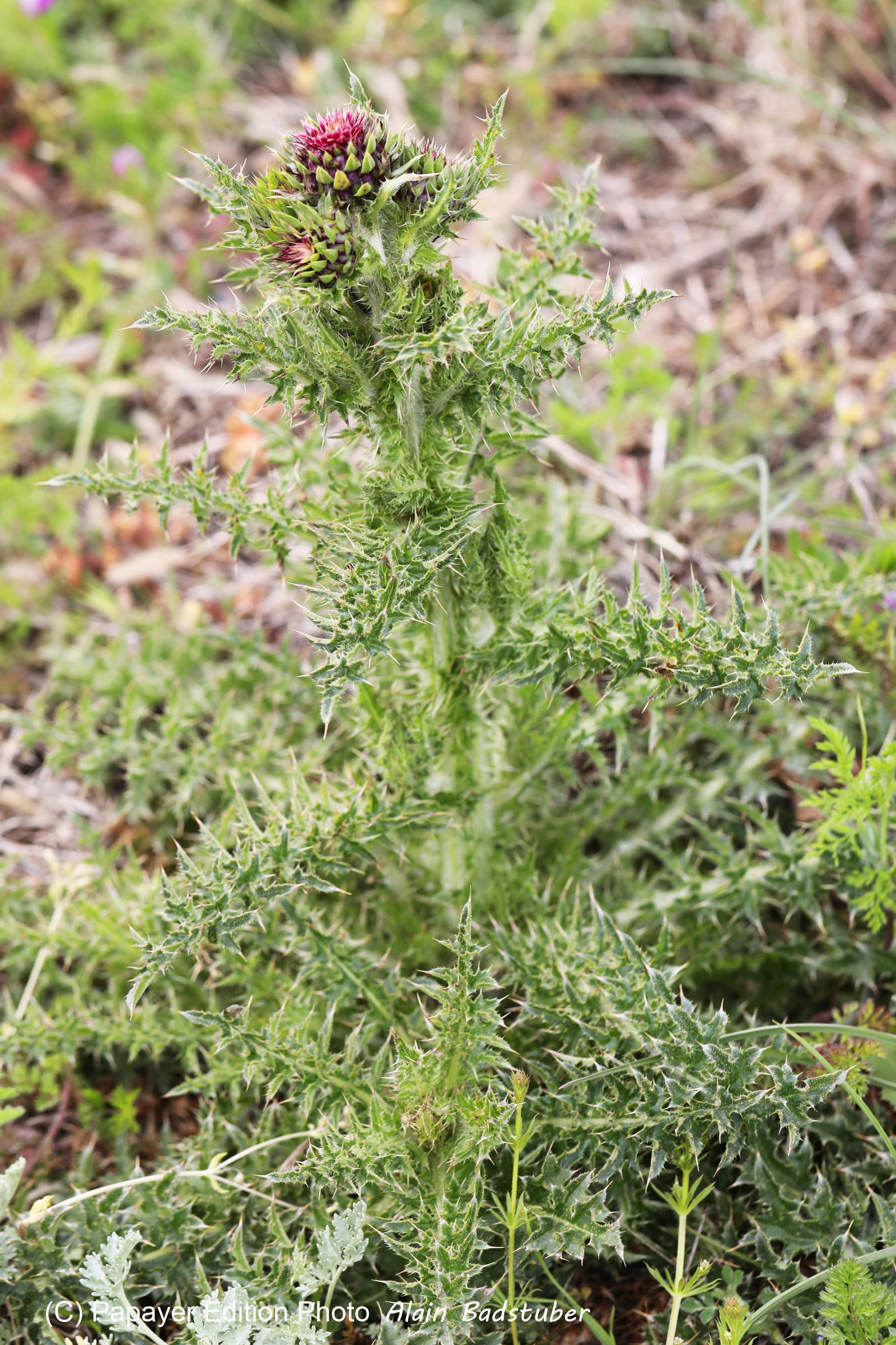 Chardon pas encore déterminé... Chardon pas encore déterminé...