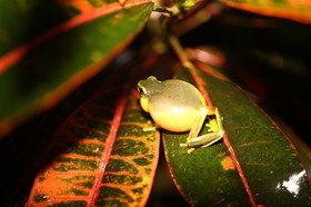 L'Australie à Cow Bay et Cape Tribulation en 2017