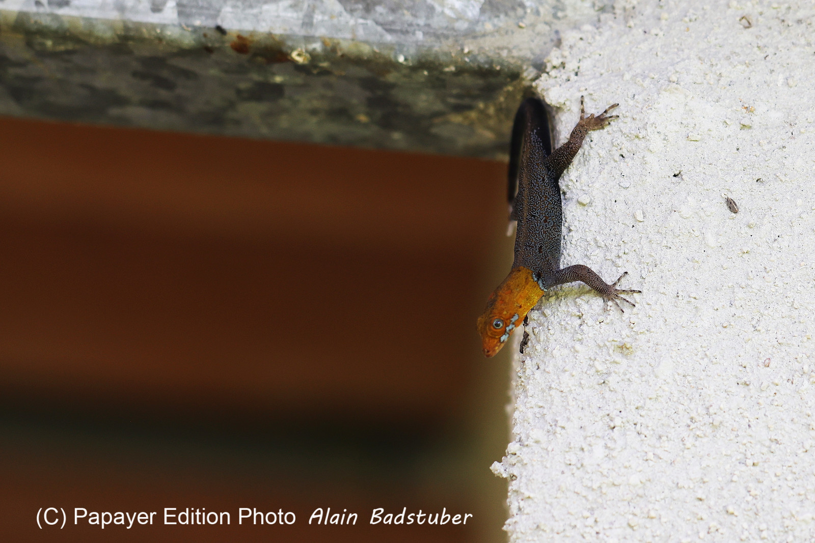 Chiguiri Arriba Chiguiri Arriba