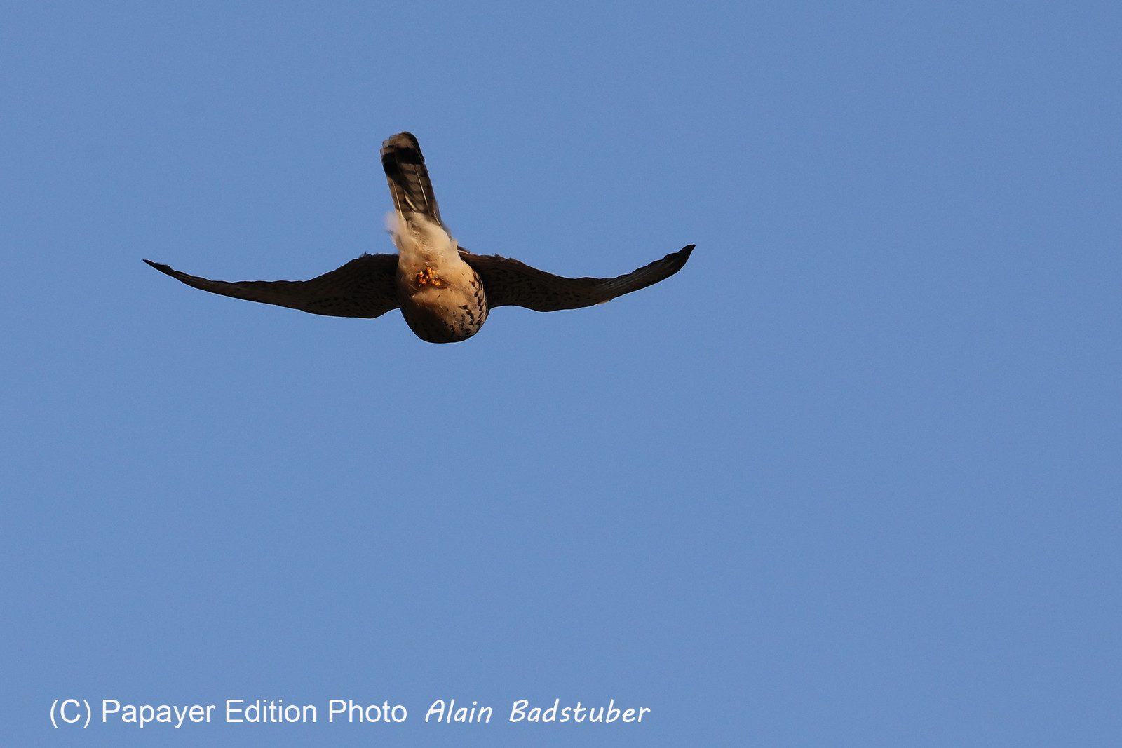 Faune et Flore de Suisse, 2022