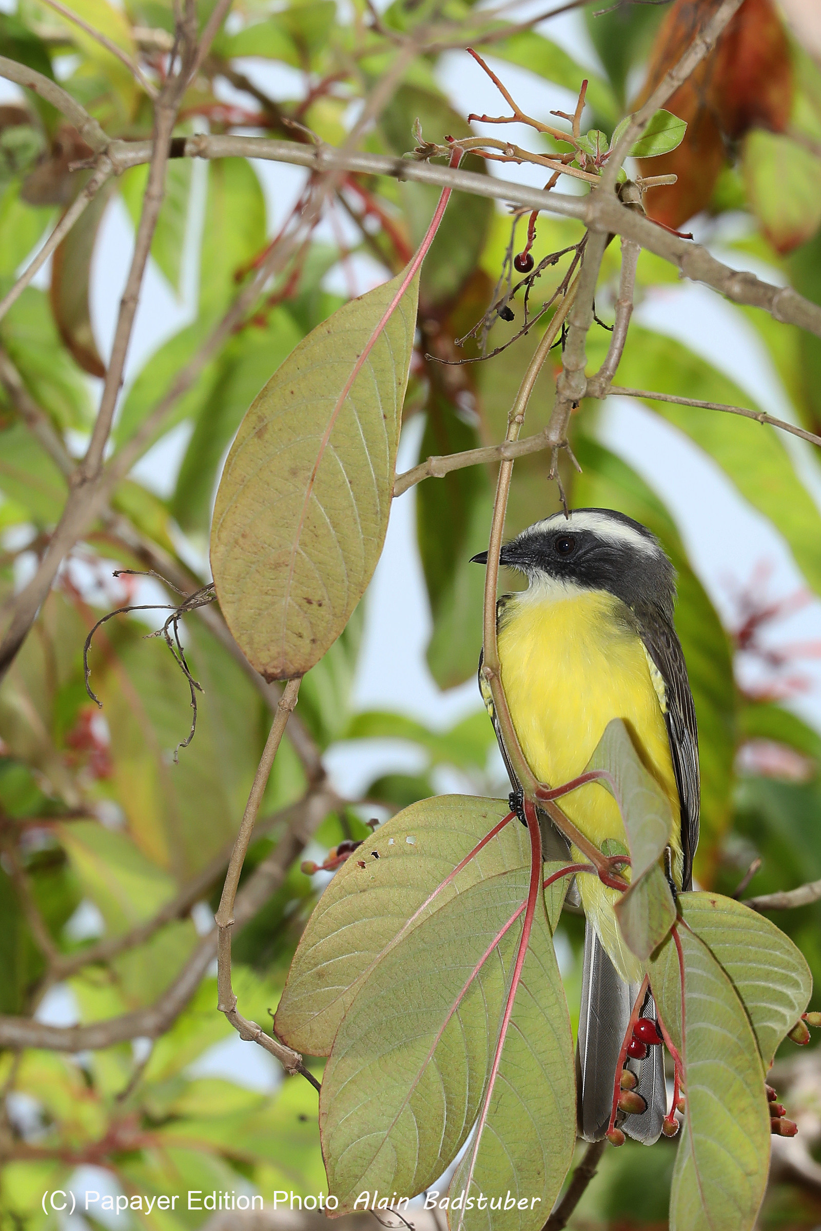 Premier séjour à Crooked Tree , au Bélize en octobre 2021