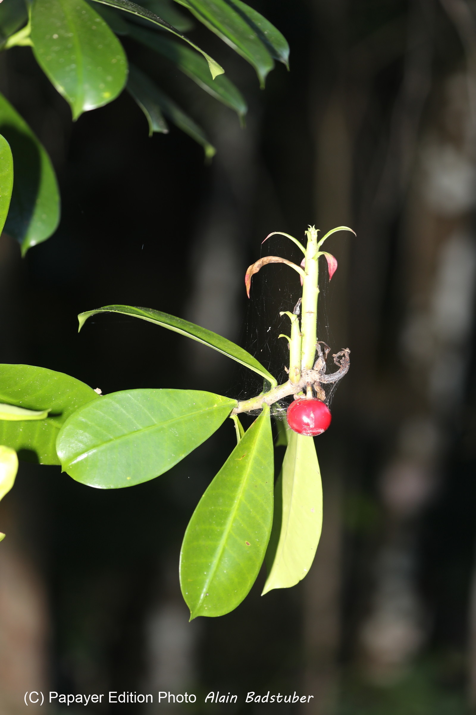 Quatre jours de terrain à Punta Gorda Quatre jours de terrain à Punta Gorda