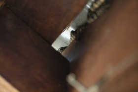 Reptiles à Cape Tribulation