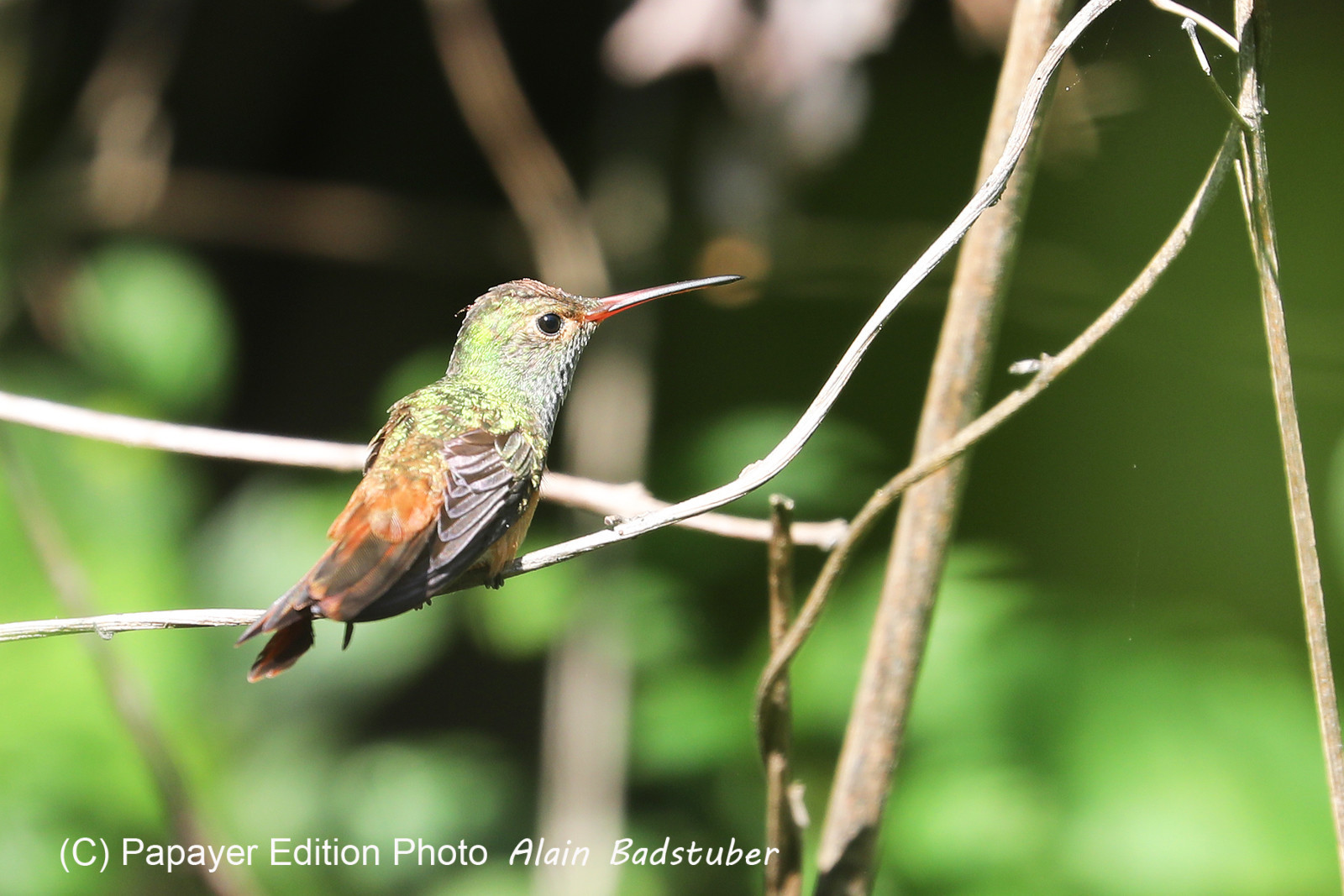 Deuxième séjour à Sarteneja, Bélize, Novembre - Décembre 2021 Deuxième séjour à Sarteneja, Bélize, Novembre - Décembre 2021
