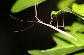L'Australie à Cow Bay et Cape Tribulation en 2017