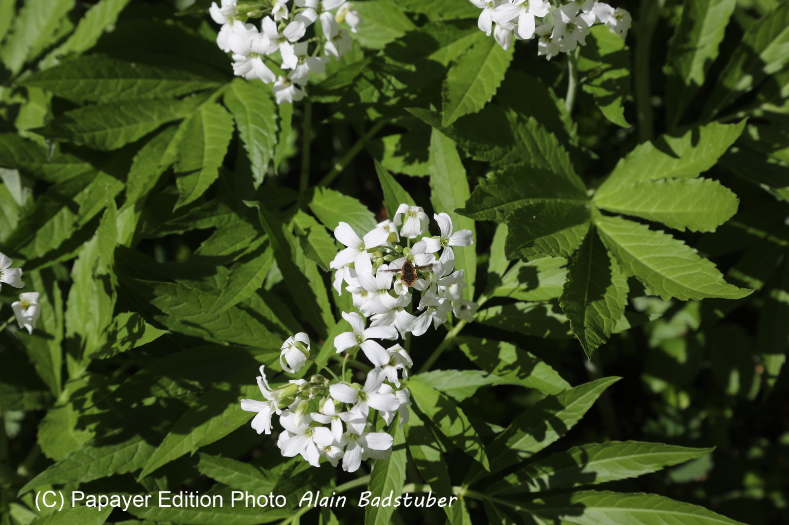 Ma balade du premier mai 2019 Ma balade du premier mai 2019