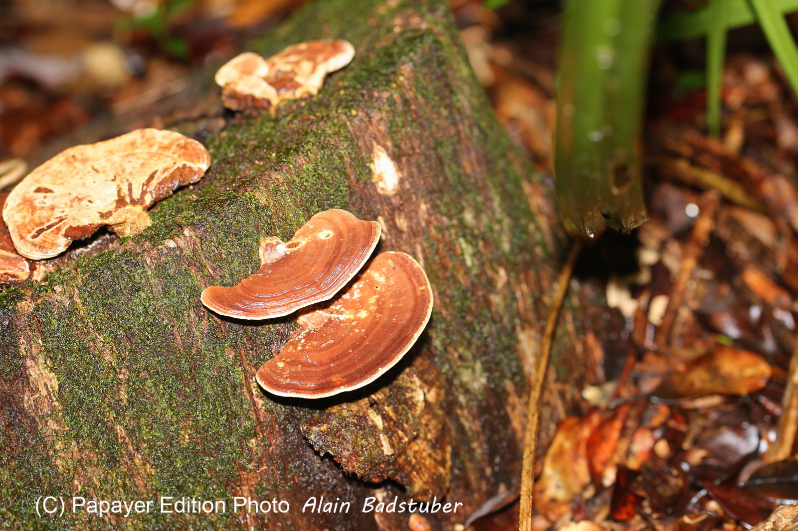 L'Australie à Cow Bay et Cape Tribulation en 2017 L'Australie à Cow Bay et Cape Tribulation en 2017