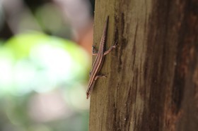 Reptiles à Cape Tribulation