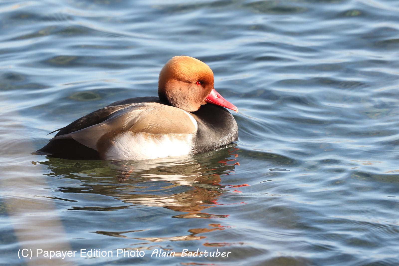 Faune et Flore de Suisse, 2022, Vaumarcus, Nettes rousses