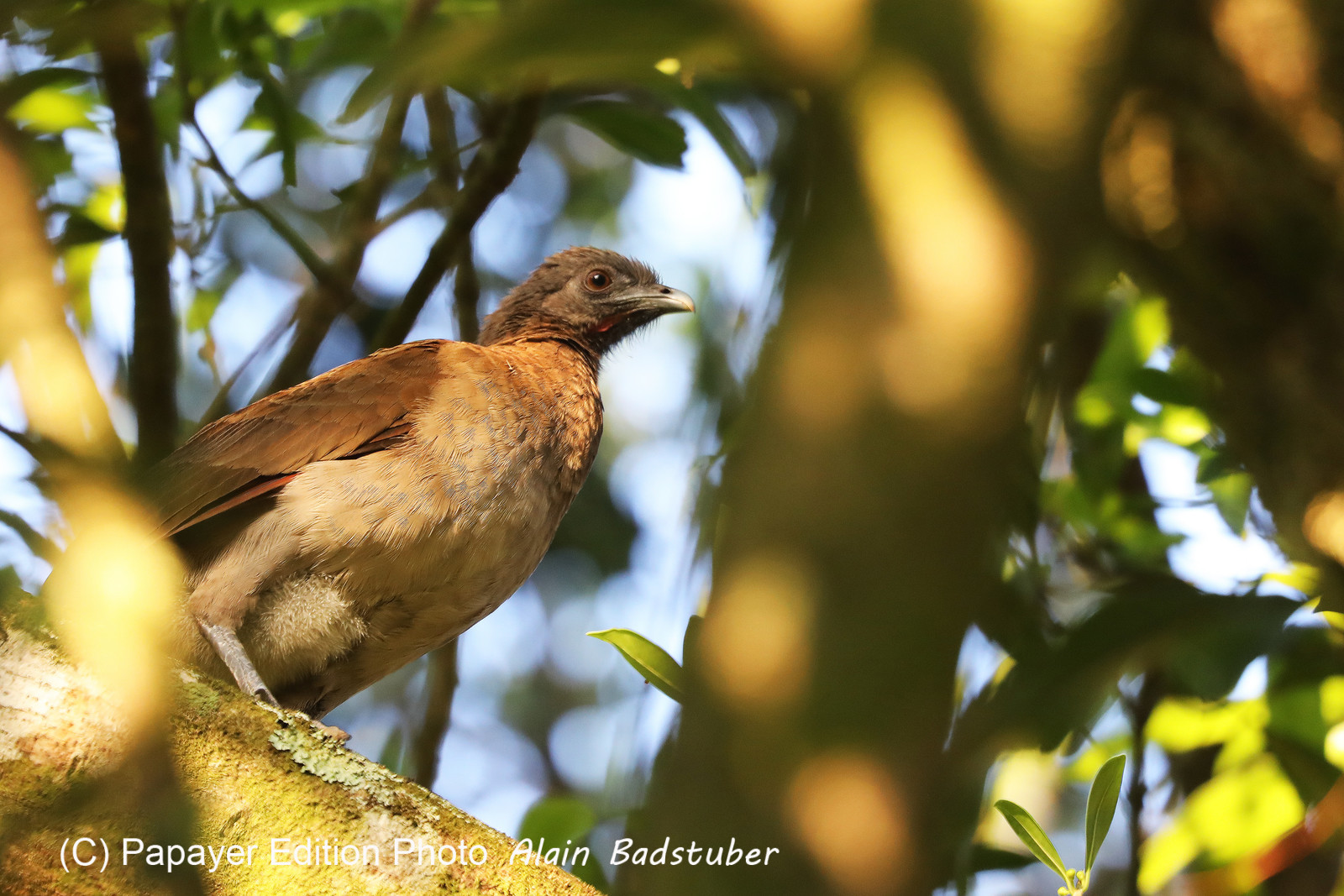 Ortalide-a-tete-grise_3.jpg Ortalide-a-tete-grise_3.jpg