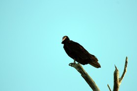 Images_Belize_2011_355