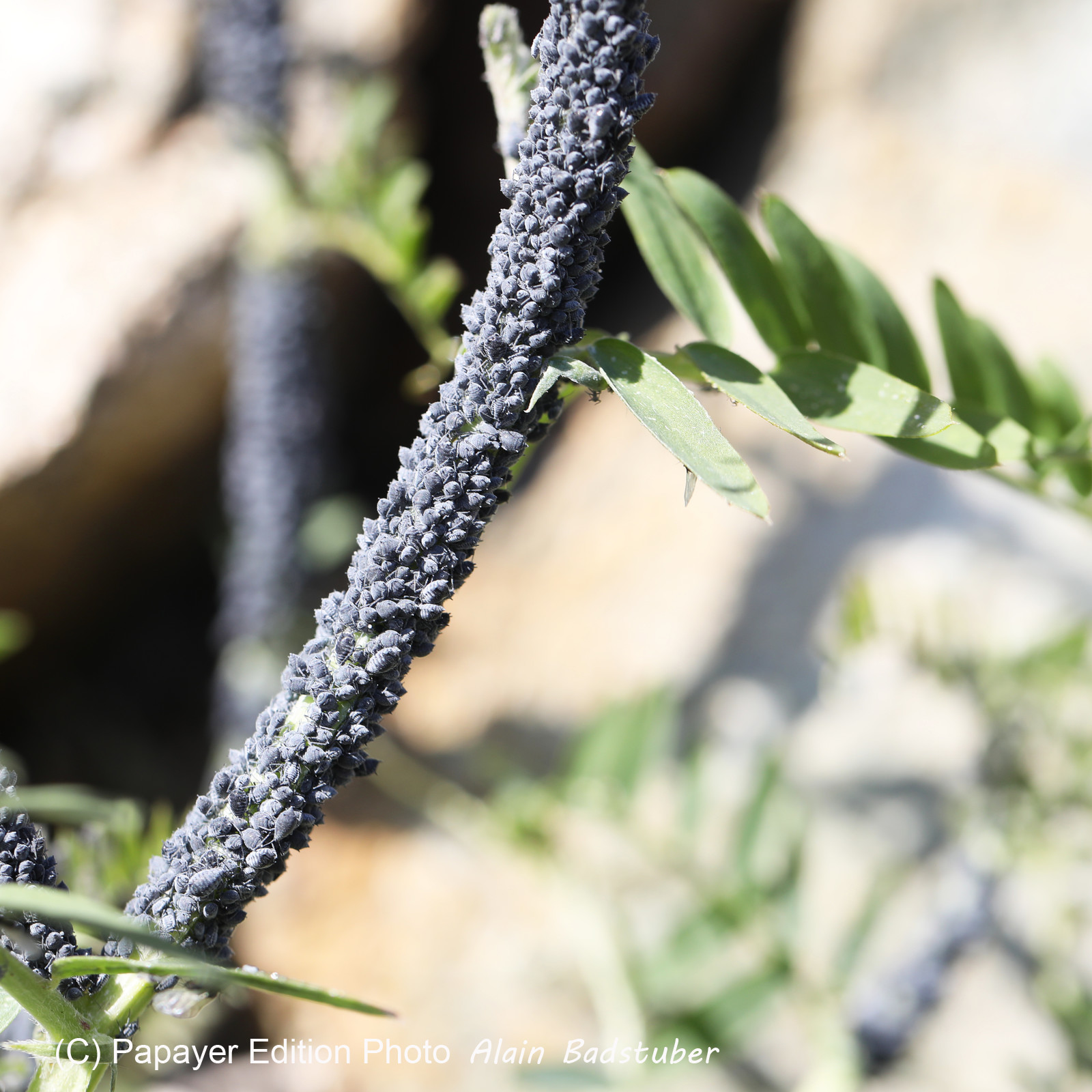 Bah oui ! Pucerons, sans plus de précisions, si ce n'est qu'ils sont sur une légumineuse... Bah oui ! Pucerons, sans plus de précisions, si ce n'est qu'ils sont sur une légumineuse...