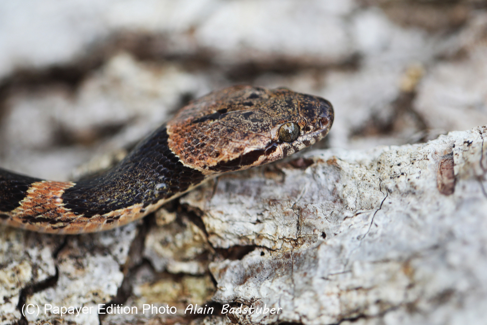 Serpents du Belize, Cat eyed snake, Leptodeira frenata Serpents du Belize, Cat eyed snake, Leptodeira frenata