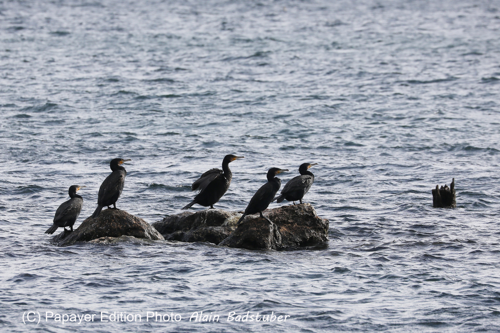 Faune et Flore de Suisse, 2022, Vaumarcus, Groupe de Grands Cormoran au repos Faune et Flore de Suisse, 2022, Vaumarcus, Groupe de Grands Cormoran au repos