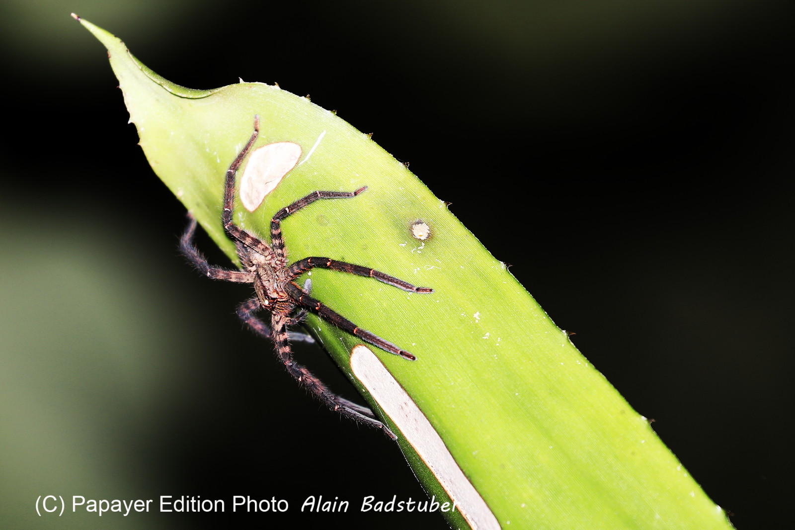 Hickatee Cottages, 4 jours de photo