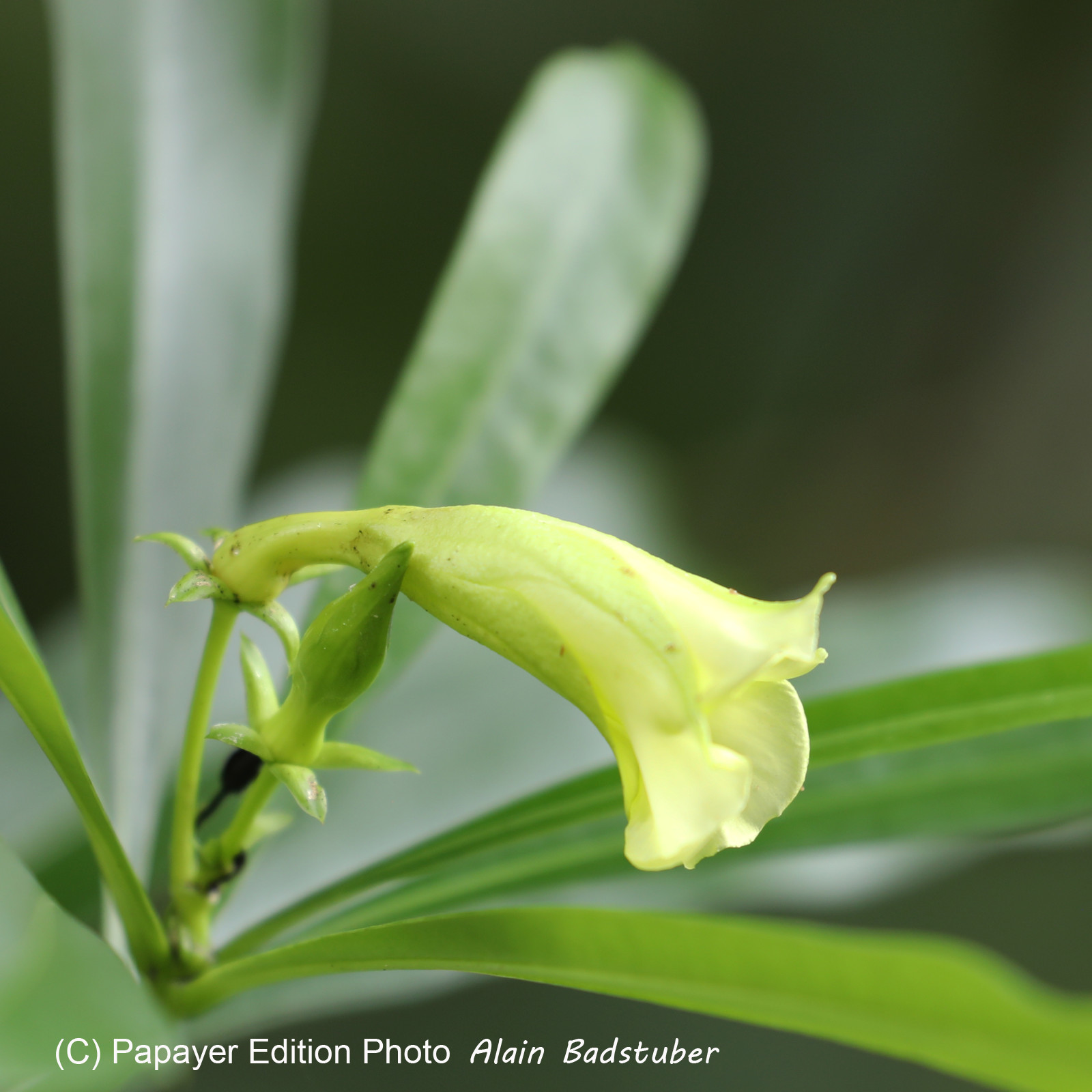 Végétaux et Champignons