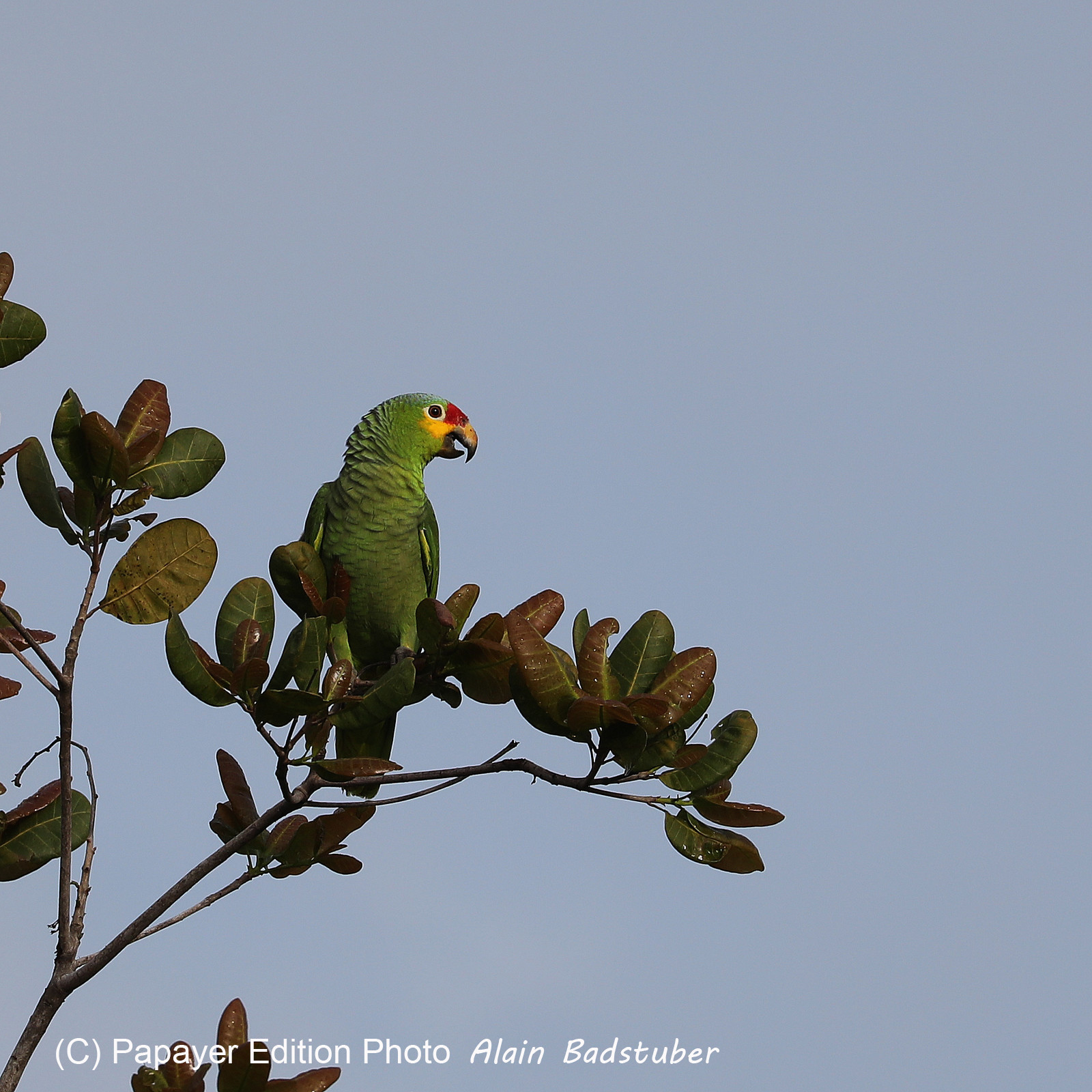 Premier séjour à Crooked Tree , au Bélize en octobre 2021
