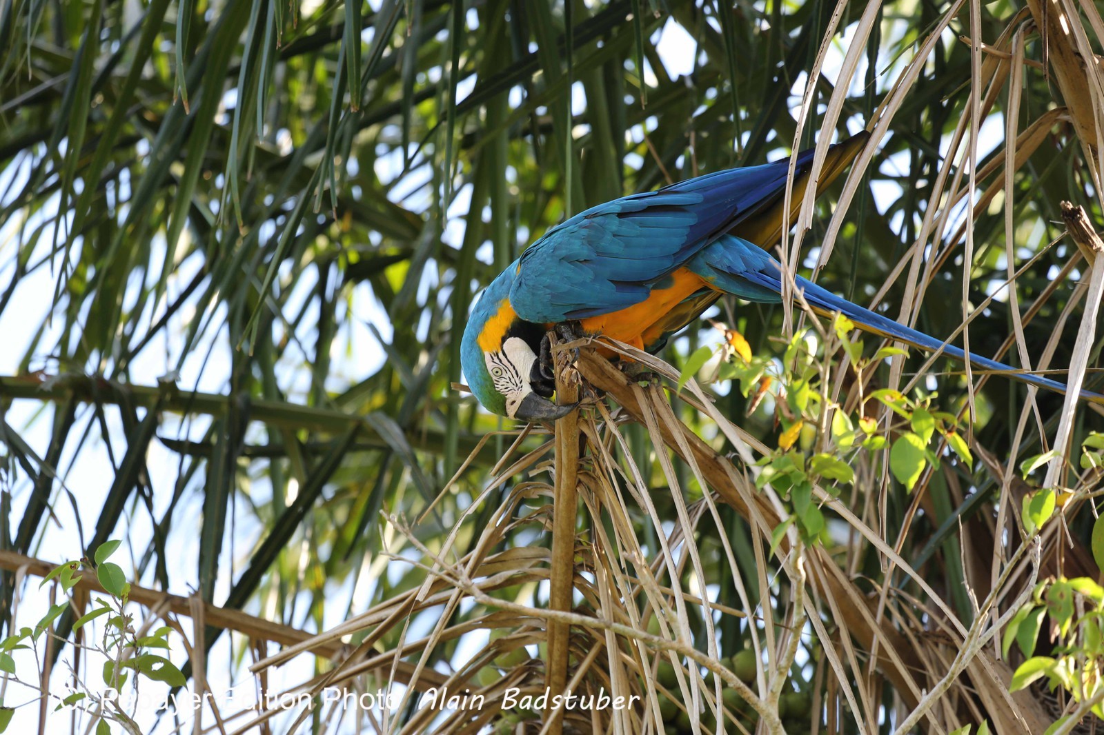 Portal_Paraiso_1_039.jpg Portal_Paraiso_1_039.jpg