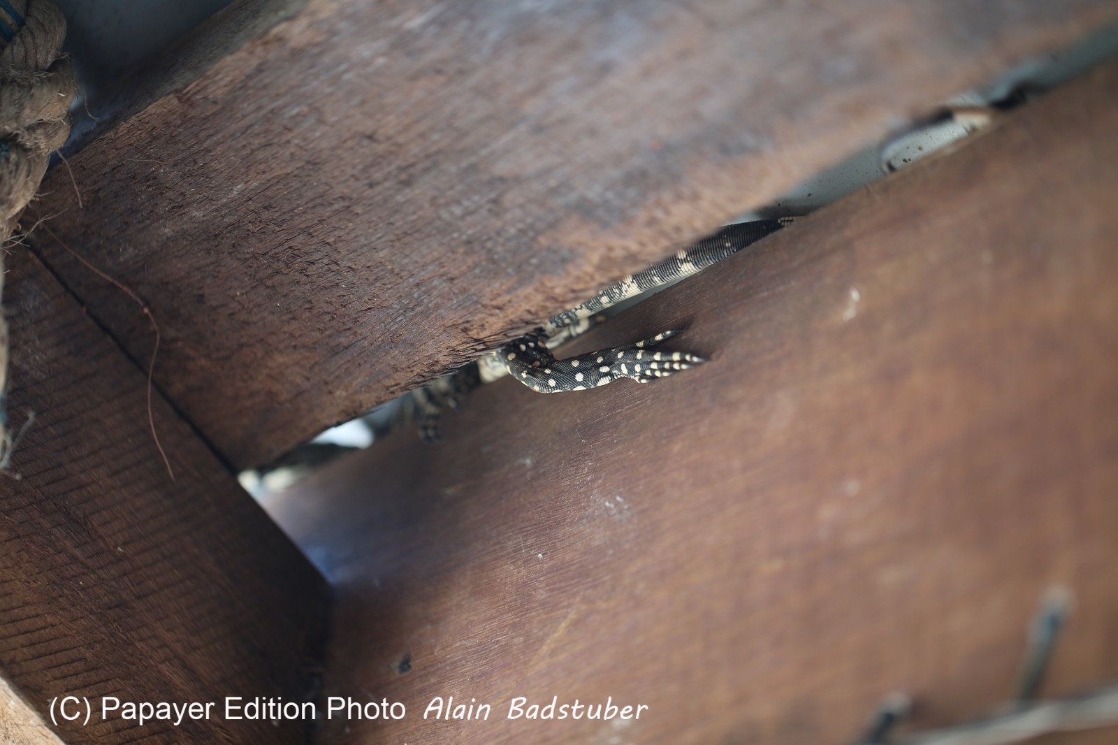 Reptiles à Cape Tribulation