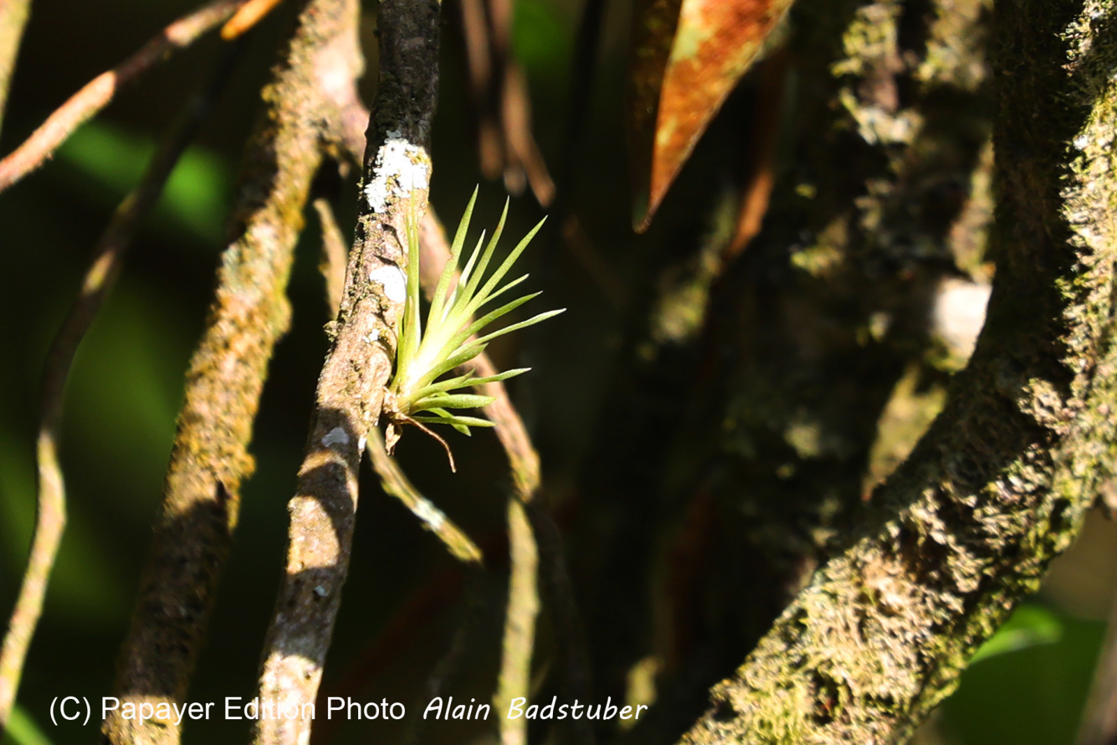 Bromeliacee-epiphyte_1.jpg