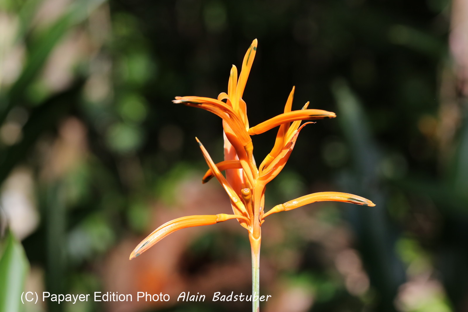 L'Australie à Cow Bay et Cape Tribulation en 2017