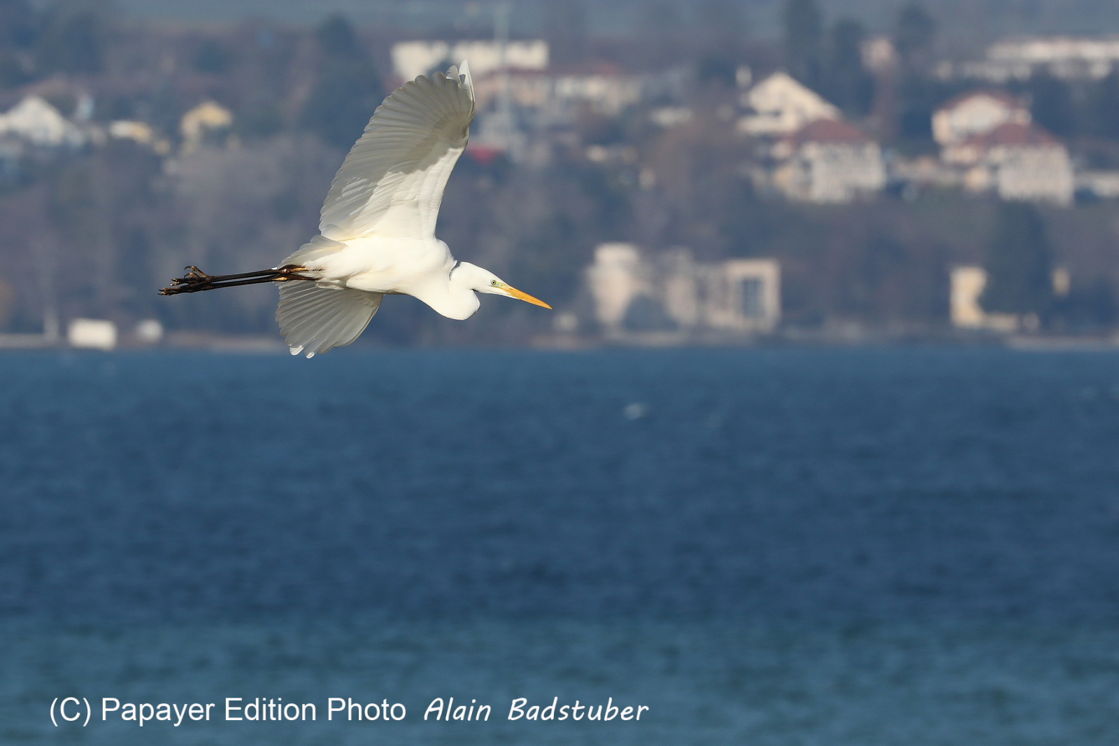 Faune et Flore de Suisse, 2022