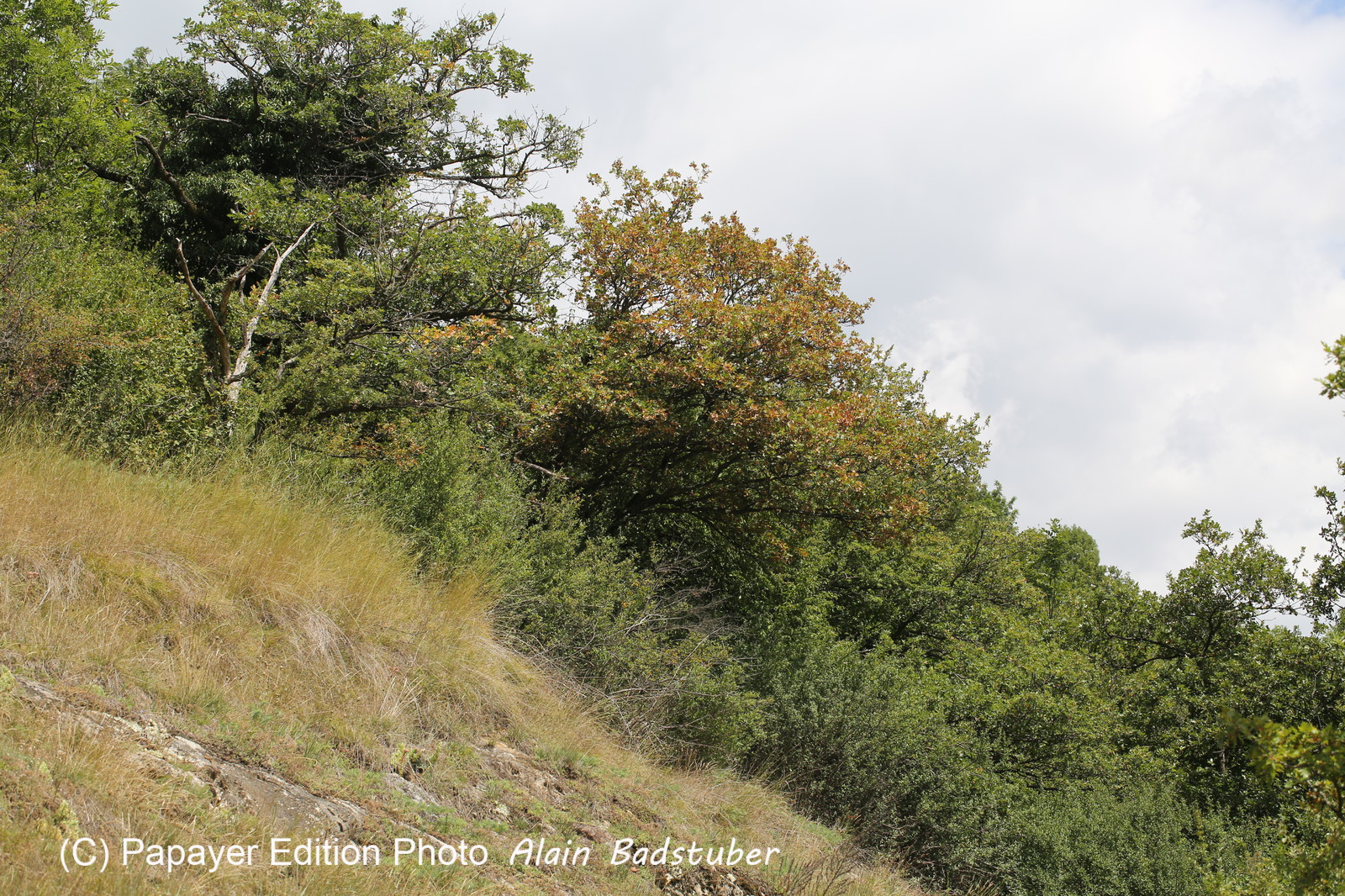 Follatères 2017 Follatères 2017