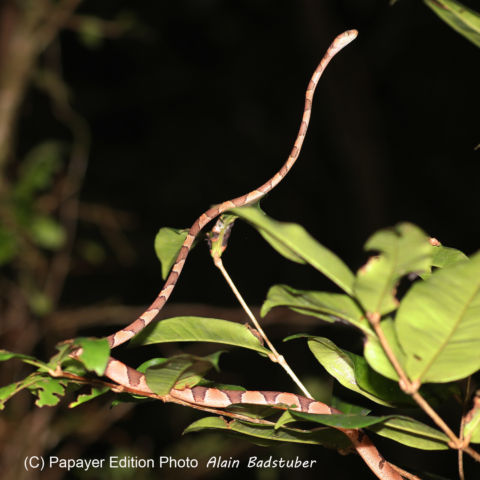 Serpents du Belize, Blunthead tree snake, Imantodes cenchoa Serpents du Belize, Blunthead tree snake, Imantodes cenchoa