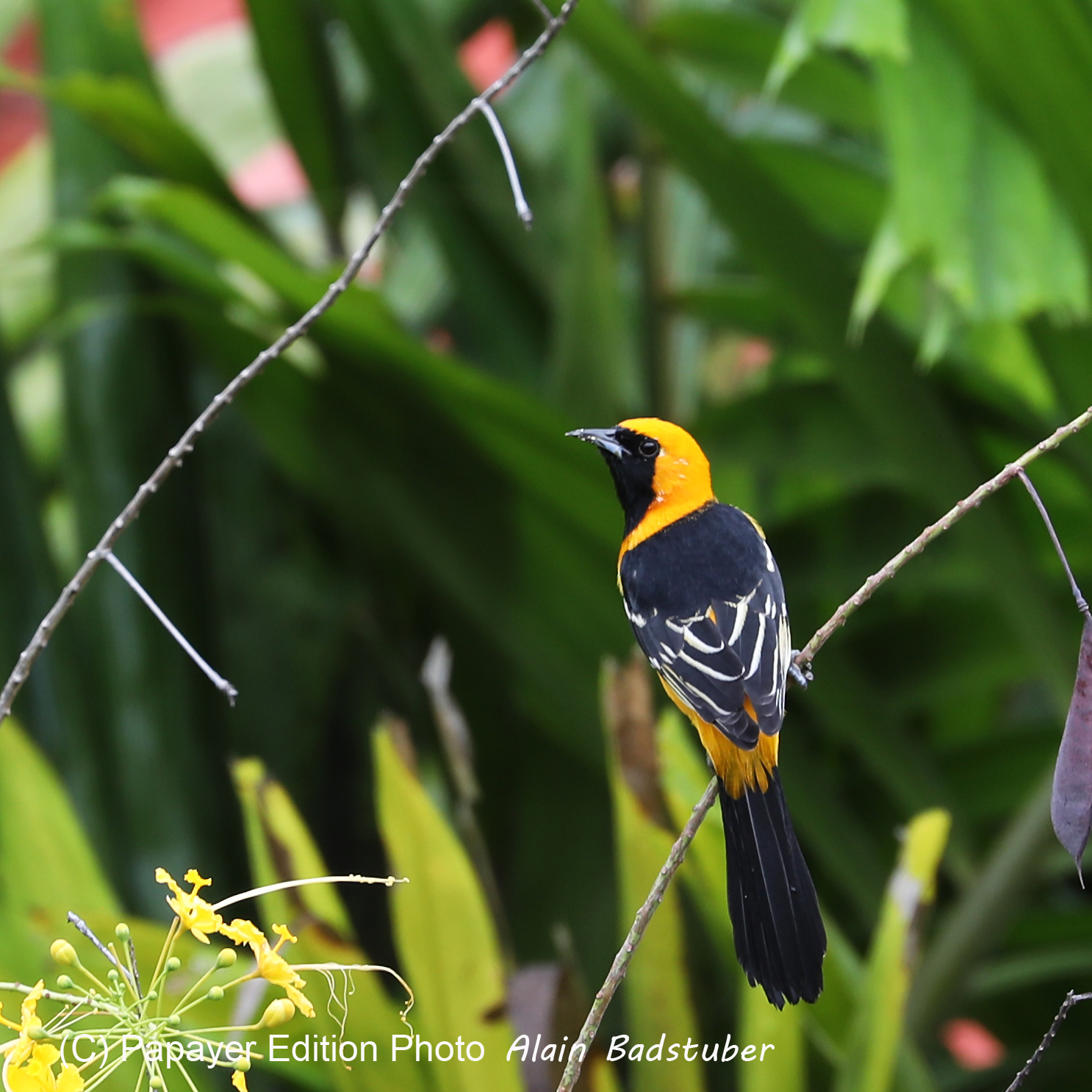 Premier séjour à Crooked Tree , au Bélize en octobre 2021